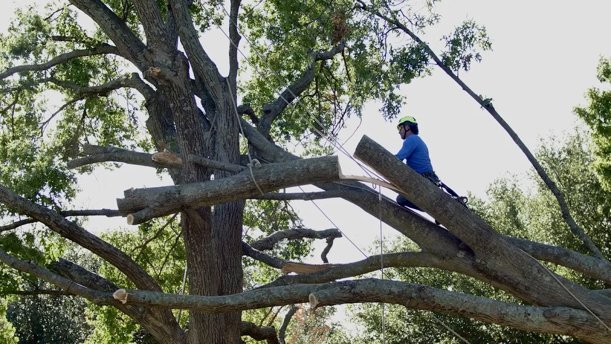 Professional Crown Thinning performed by certified arborists in Plevna