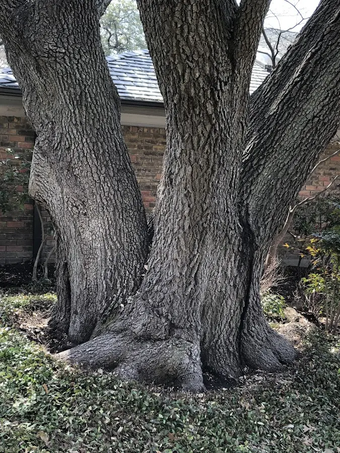 Mature heritage tree close to a Plevna property cared for by certified arborists